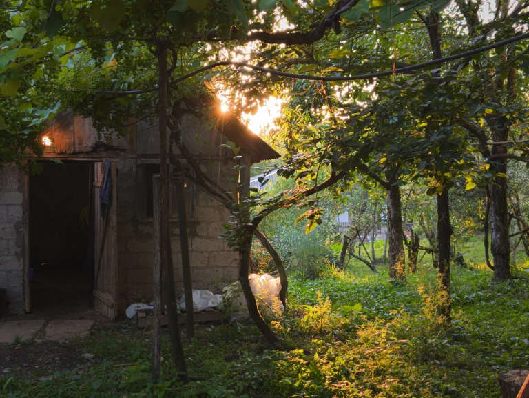 A rustic village backyard bathed in the golden light of sunset. An old, weathered shed stands on the left, while the sun flares brightly through the dense leaves of trees and grapevines, illuminating patches of lush green grass.