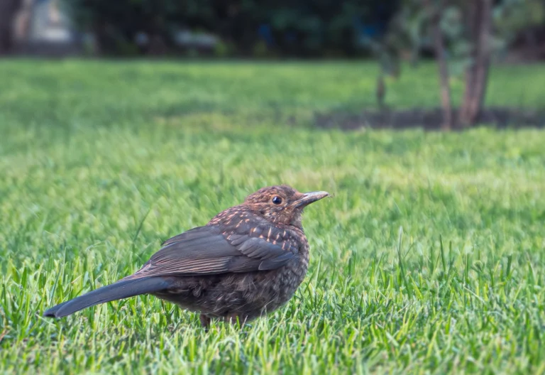 Close-up photograph of a Common Blackbird (Turdus merula) perched cutely, possibly in a garden or natural setting in Georgia. Wildlife photography by Georgian artist Zurab Kostava.