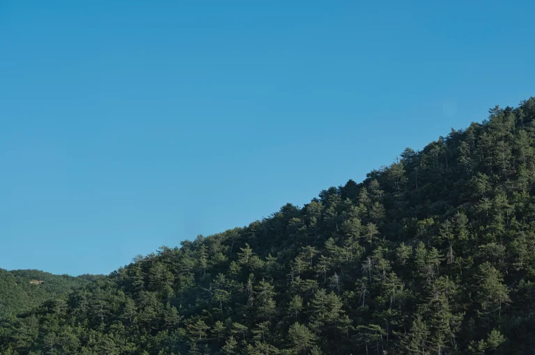 A minimalist photograph focusing on the dense texture and pattern of a fir tree forest on a mountainside in Turkey. Abstract nature photography by Georgian artist Zurab Kostava.