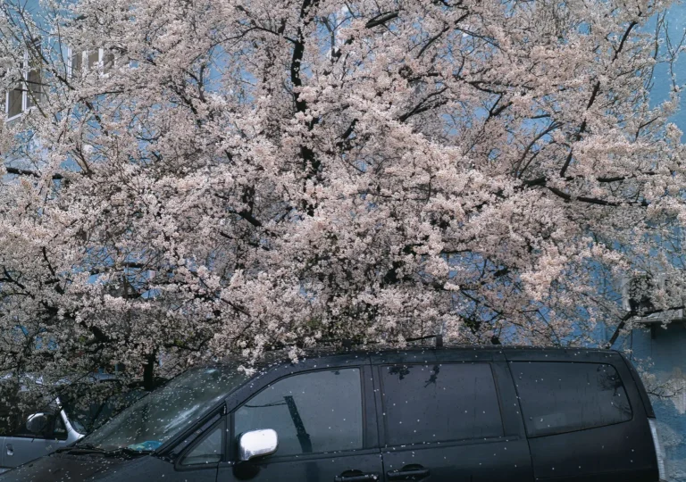 Pink cherry blossoms creating a natural frame around a city view in Tbilisi, Georgia, during Spring. A deliberately captured shot by Georgian artist Zurab Kostava.