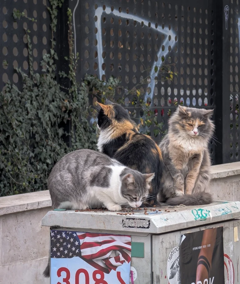 Three well-groomed street cats are gathered on top of a utility box on a city sidewalk. One grey and white tabby eats food, a calico cat sits with its back turned, and a fluffy dilute calico cat sits upright, squinting. The box is covered in posters, and a dark fence with graffiti is behind them.